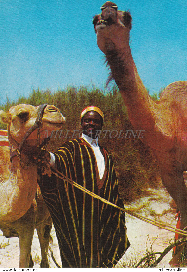 TUNISIA - Un chamelier