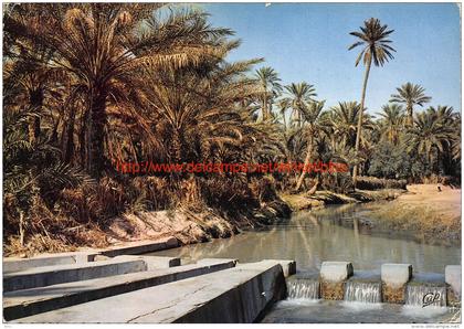 L'Oued dans la Palmeraie - Tozeur