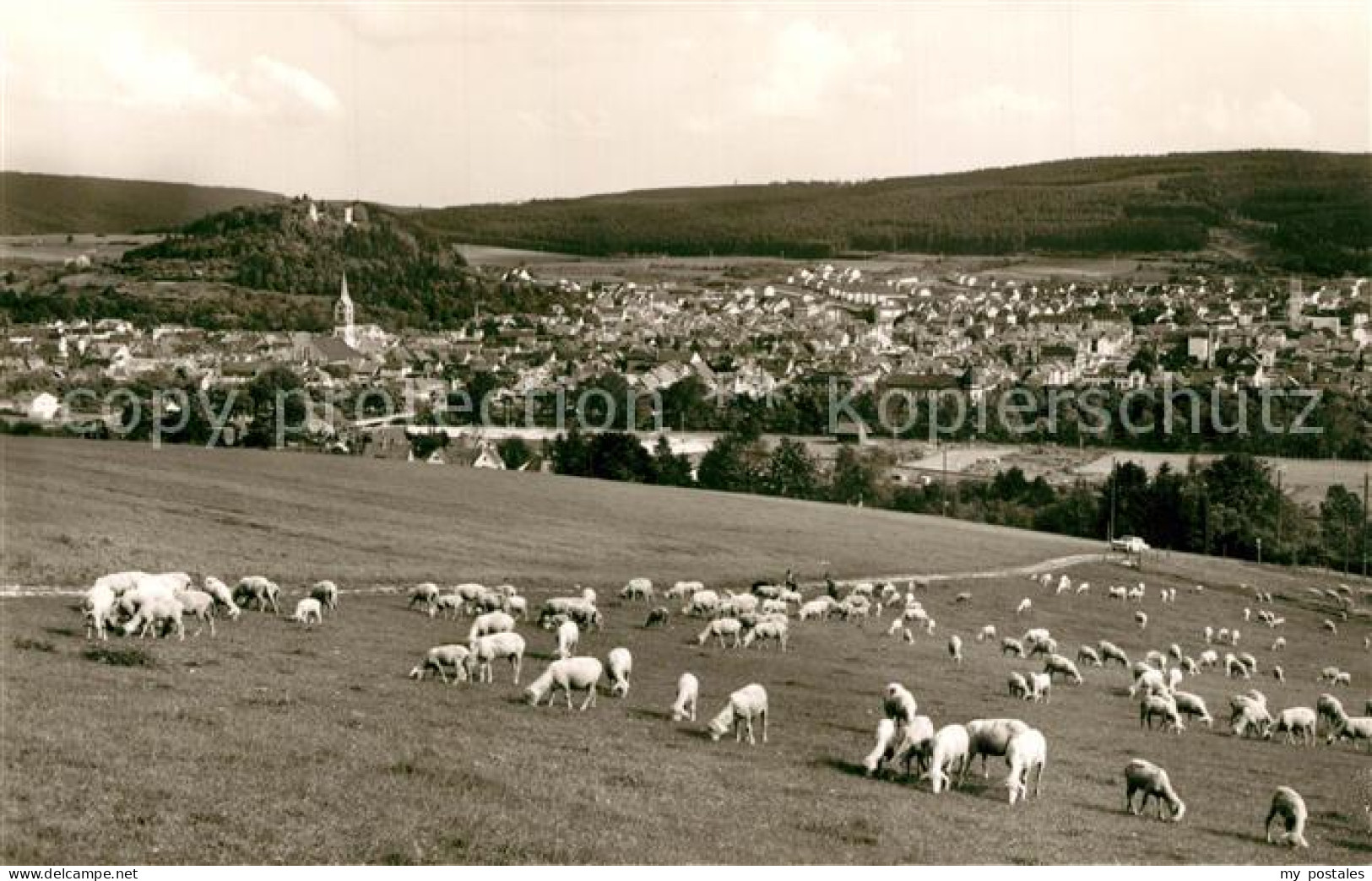 Tuttlingen Panorama Schafherde