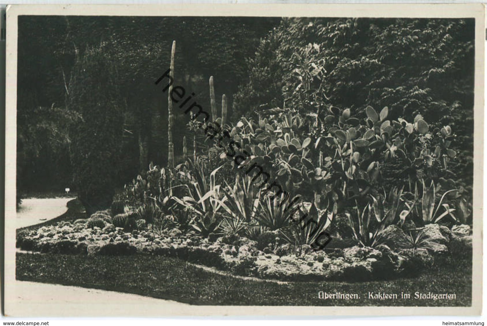 Überlingen - Kakteen im Stadtgarten - Foto-Ansichtskarte