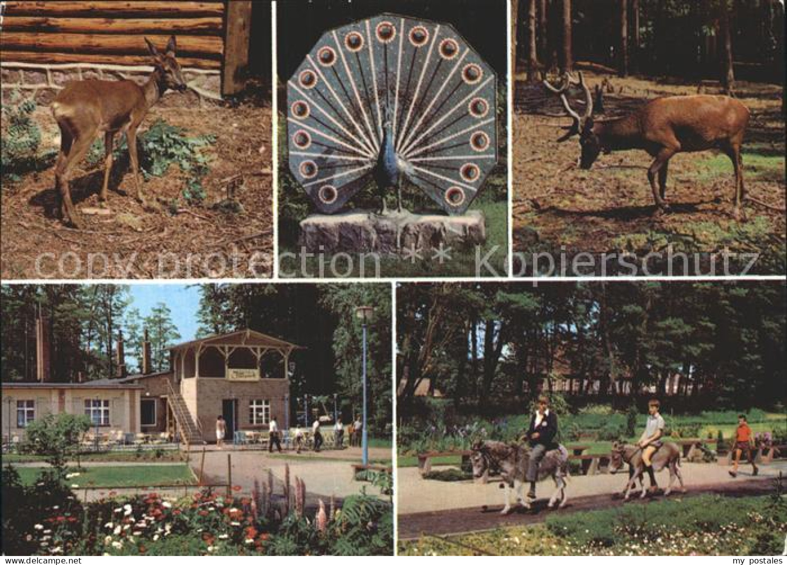 Ueckermuende Mecklenburg Vorpommern Tierpark