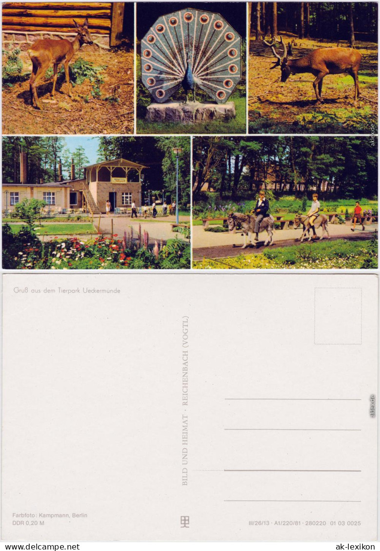 Ueckermünde Tierpark Ueckermünde Ansichtskarte 1981