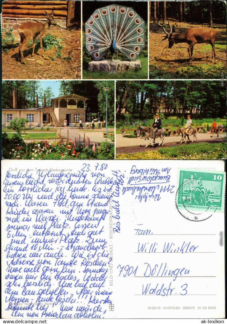 Ueckermünde Tierpark Ueckermünde Ansichtskarte g1980