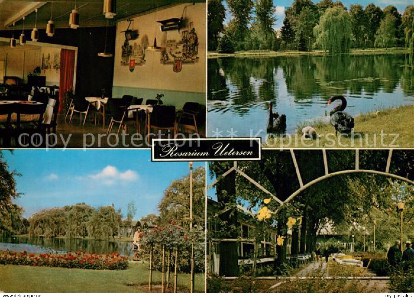 Uetersen Rosarium Uetersen See Schwaene