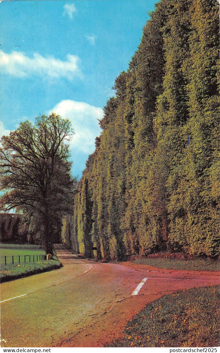 uk10407 beech hedges near blairgowrie scotland  uk