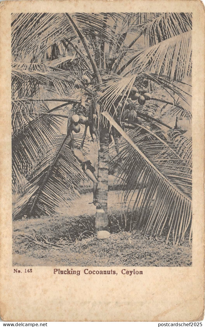 uk42248 plucking coconuts ceylon sri lanka