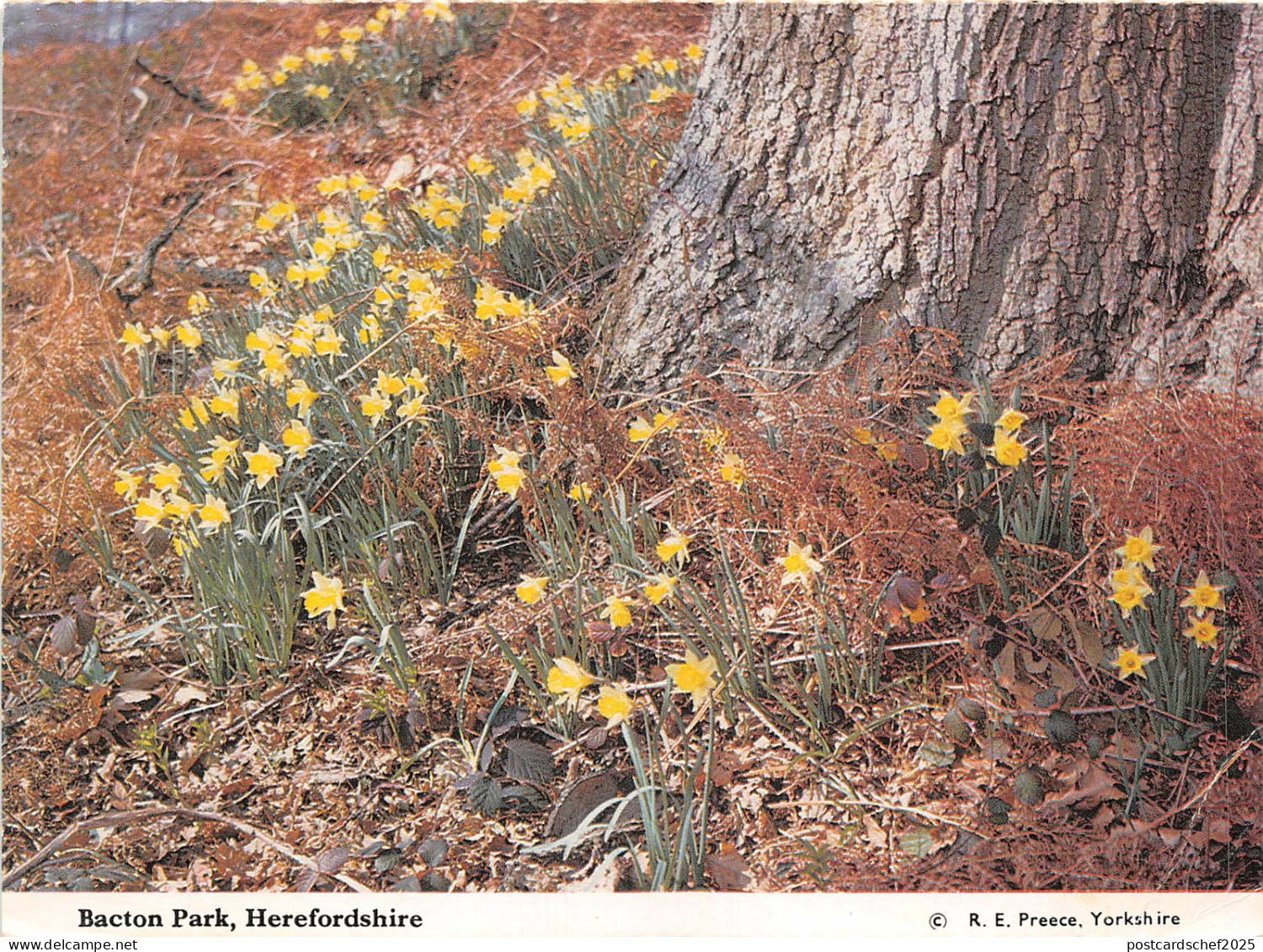 uk43193 bakton park herefordshire uk