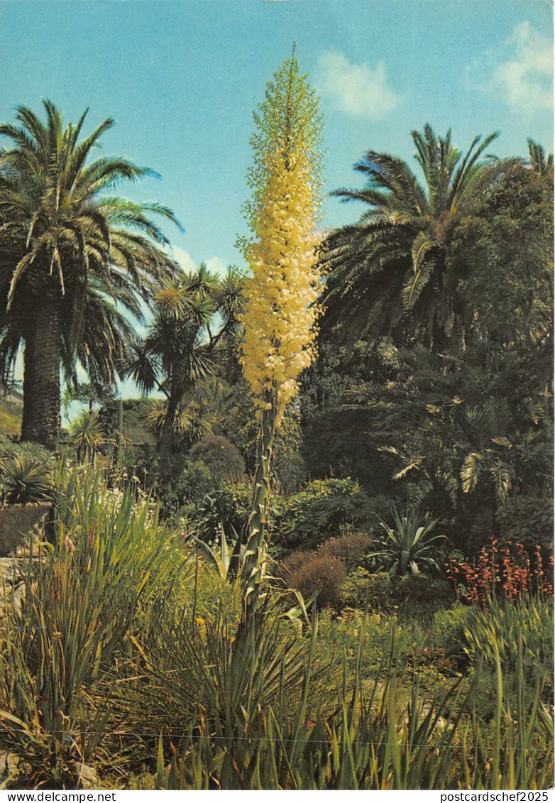 uk45910 tresco gardens isles of scilly uk