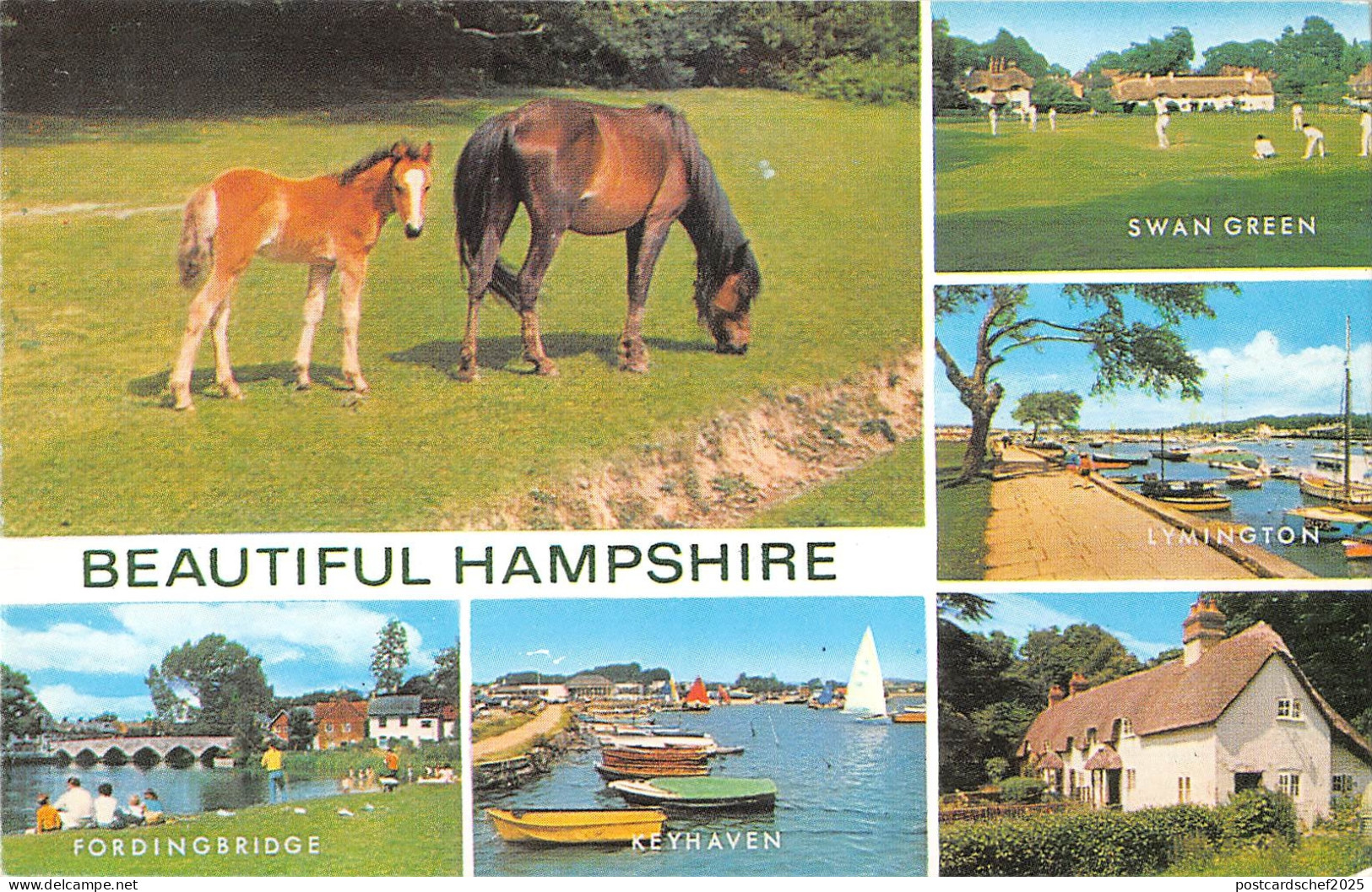uk9820 beautiful hampshire uk horse