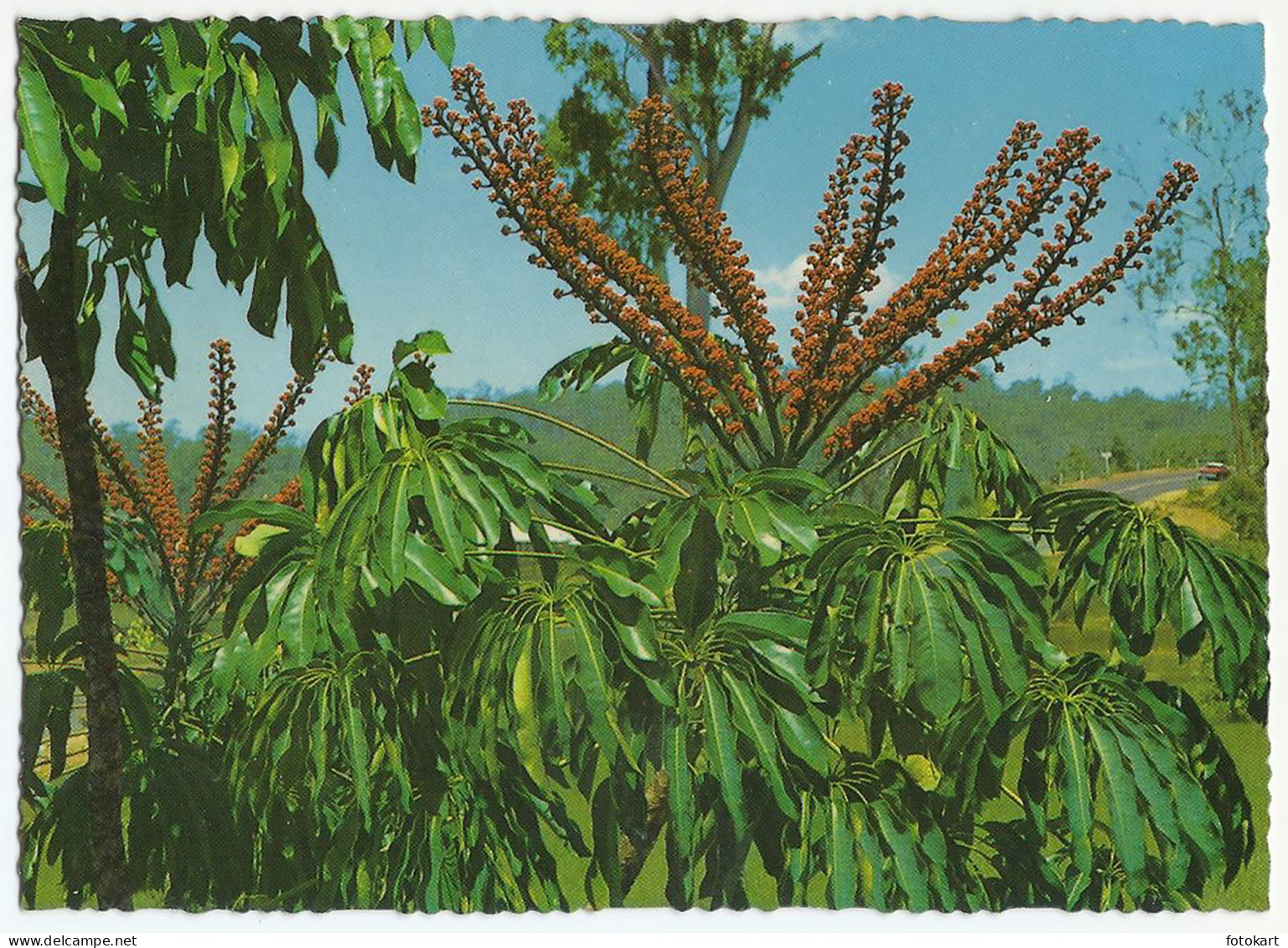 Umbrella Tree Flower Australia, Vintage PC, Tropical Plant, North QLD