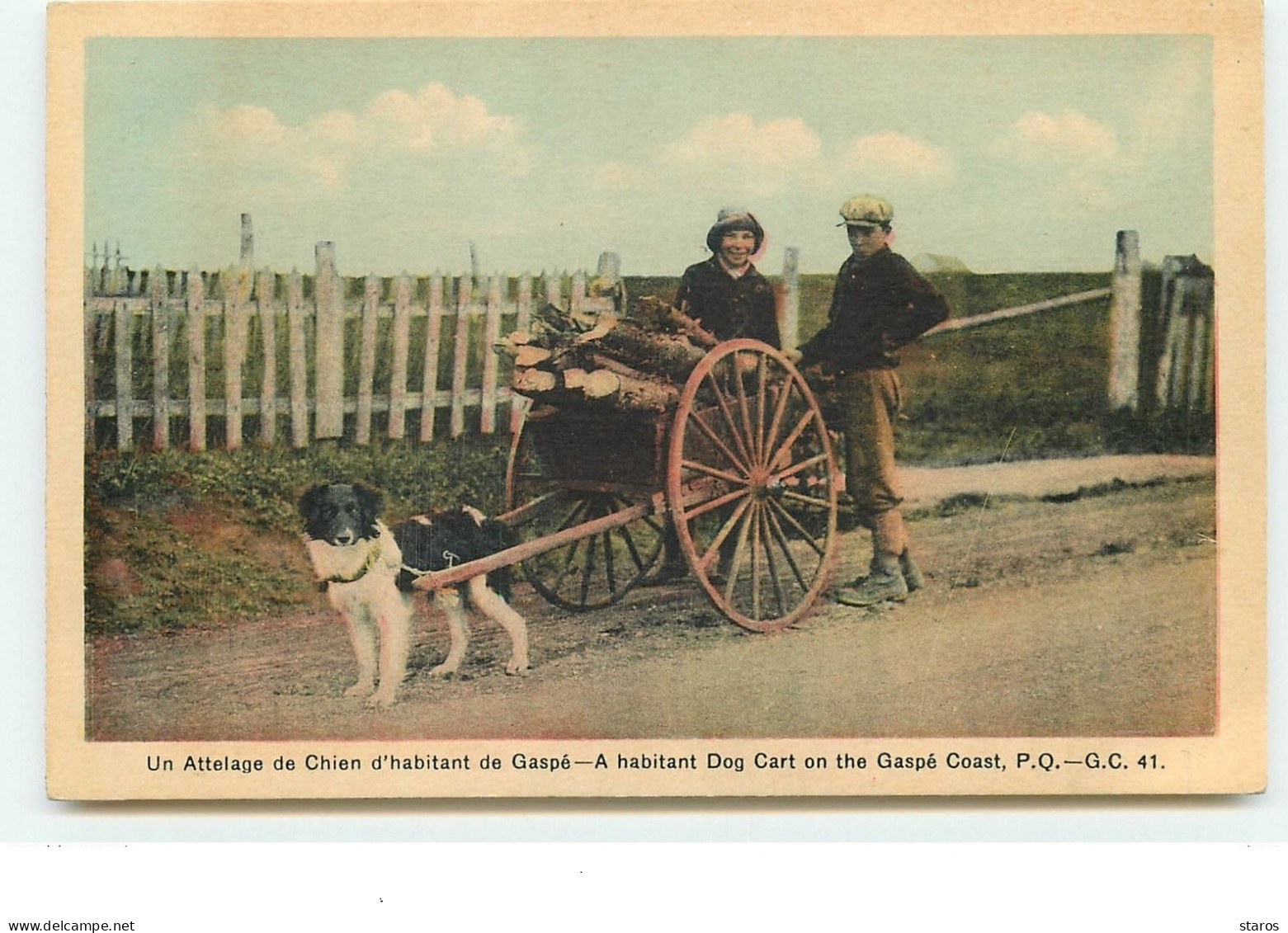 Un Attelage de Chien d'habitant de GASPE
