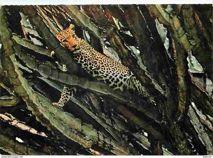 Carte Postale - Afrique - East Africa - Arican wildlife - Leopard resting on a tree - Voir Timbre de Tanzanie - CPM - Vo