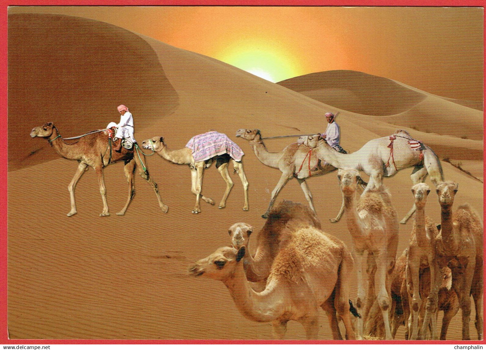 United Arab Emirates - Sans légende - Caravane de chameaux dans le désert