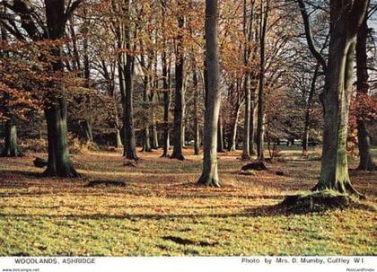 Woodlands Wood Forest Ashridge Hertfordshire Womens Institute Postcard