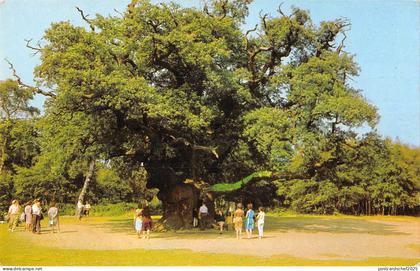 uk23372 major oak in sherwood forest  nottinghamshire real photo uk