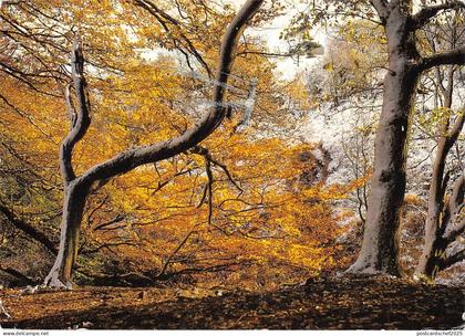 BR83491 back forest near gradbach in the staffordshire moorlands    uk
