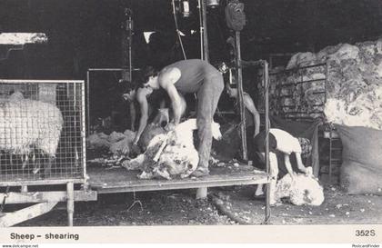 Sheep Shearing at Farm in Rudyard Staffordshire 1970s Real Photo Postcard