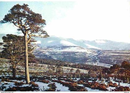 Carte Postale - Ecosse - Aviemore - The cairngorms in winter from glenmore forest - inverness-shire - the road from avie