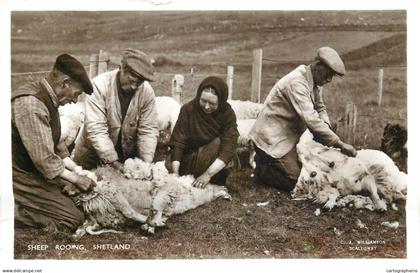 Shetland sheep rooing