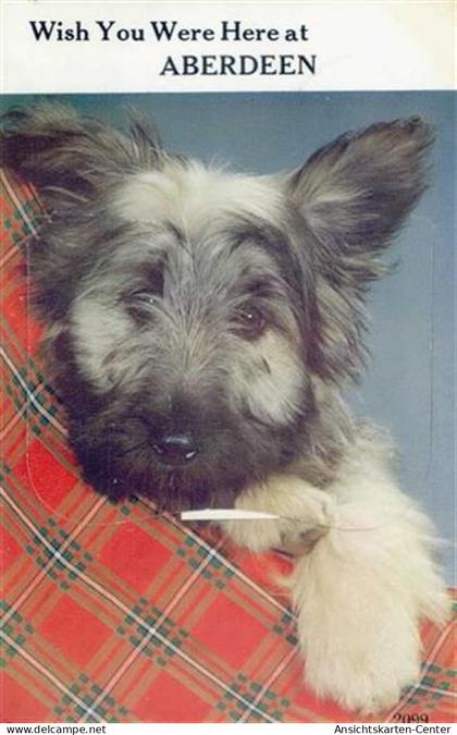 55119419 - Aberdeen