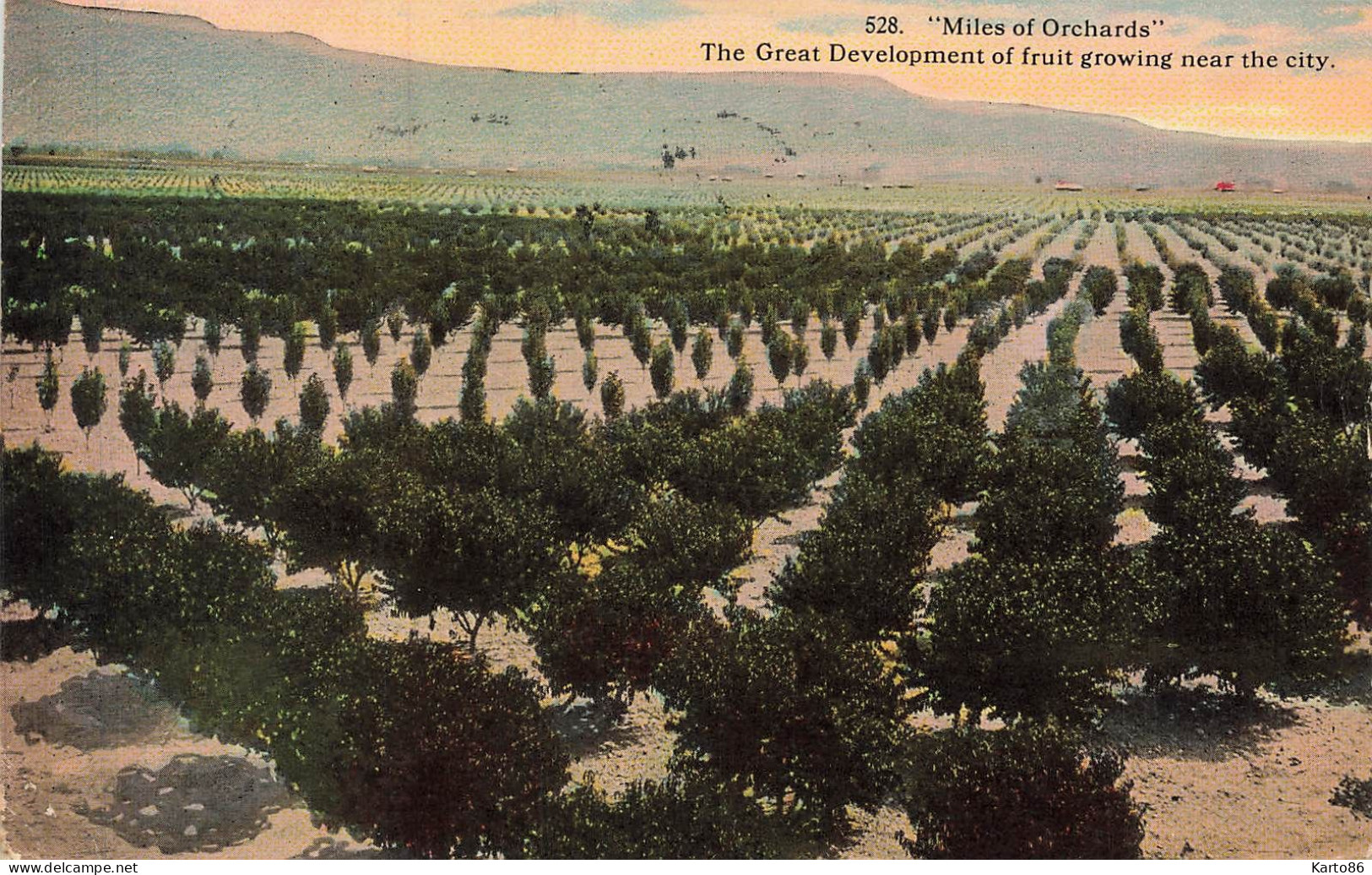 united states usa * CPA * miles of orchards , the great development of fruit growing near the city