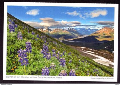 AK 000424 USA  - Alaska - Lupinen am Exit-Gletscher im Kenai Fjords National Park