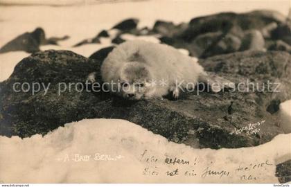 Juneau Alaska Baby Seal