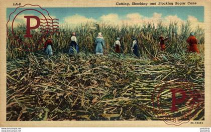 CUTTING SHOCKING AND STOCKING SUGAR CANE  Black Americana   afro americana coleccionblack