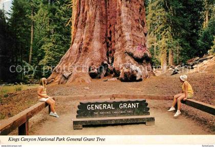 Kings Canyon National Pk General Grant Tree