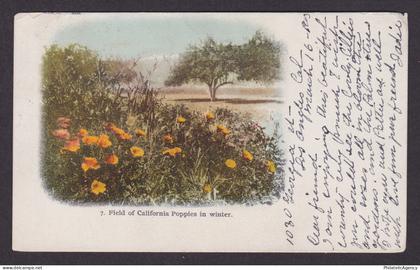 Vintage postcard USA California CA Orange Poppy Field Wildflowers Flora