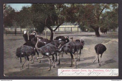 Vintage postcard USA South Pasadena CA California Cawston Ostrich Farm