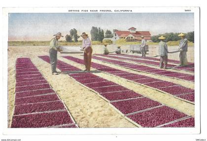 Drying figs near Fresno, california (5054)