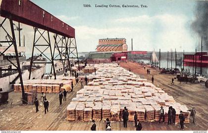 Usa - GALVESTON (TX) Loading cotton