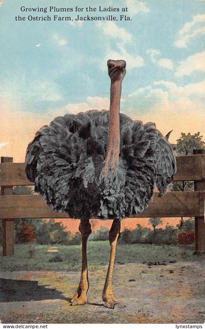 A025 US Growing Plums for Ladies Ostrich Farm Jacksonville Florida postcard