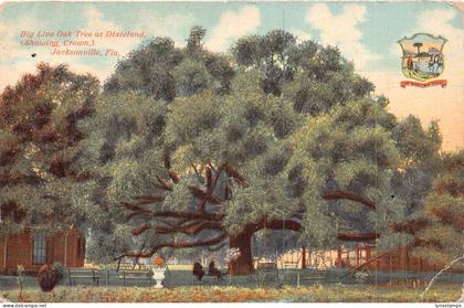A856 US Big Live Oak Tree at Dixieland Jacksonville Florida postcard