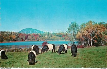 Rockport Maine Belted Galloways