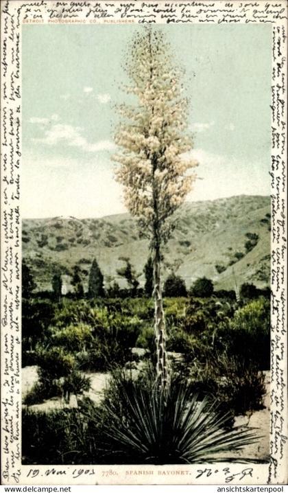 CPA New Mexico USA, spanisches Bajonett