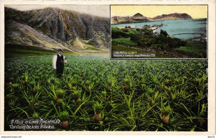 PC US, HAWAII, OAHU ISLAND, A FIELD OF PINEAPPLES, Vintage Postcard (b62028)