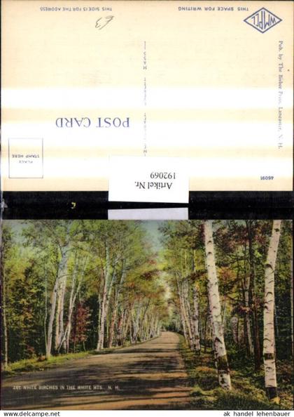 192069,New Hampshire White Birches in the White Mountains Straßenansicht Birken