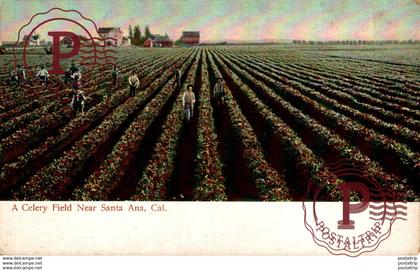 EEUU // USA. CELERY FIELD NEAR SANTA ANA, CAL.