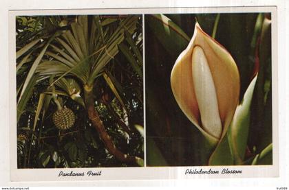 AK 249582 USA - Sarasota - Sarasota Jungle Garden