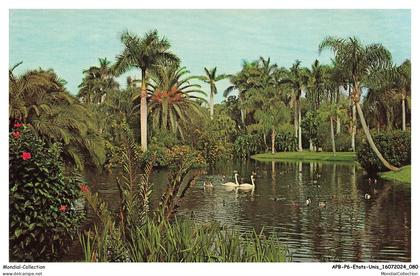 APBP6-0411-ETATS-UNIS - SARASOTA - FLORIDA - white swans on mirror lake at sarasota jungle gardens