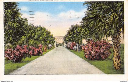 A901 US 1949 Palm Trees Avenue to Savannah Beach Georgia vintage postcard