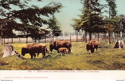 Usa - TACOMA (WA) Buffaloes at Point Defiance Park