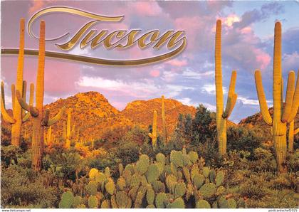 Lot379 usa tucson arizona cactus mt wasson