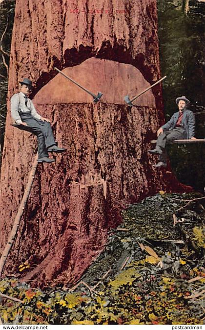 Usa - YOSEMITE (CA) Giant Fir Tree