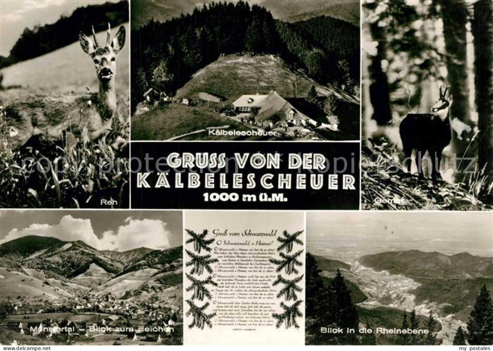 Untermuenstertal Muenstertal BW Rehbock Gemse Kaelbelescheuer Muenstertal Rheine