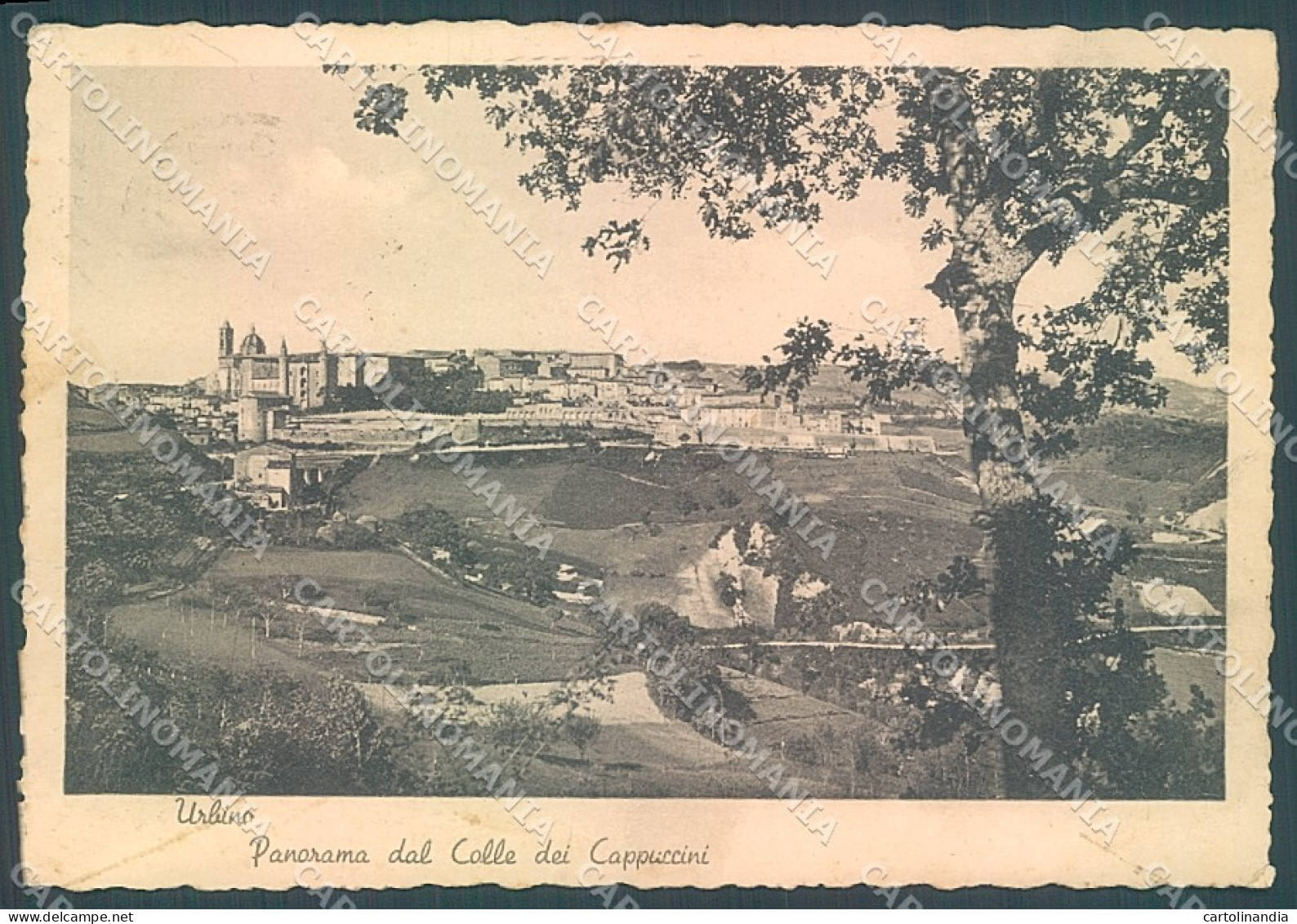 Urbino Città FG cartolina JK5556