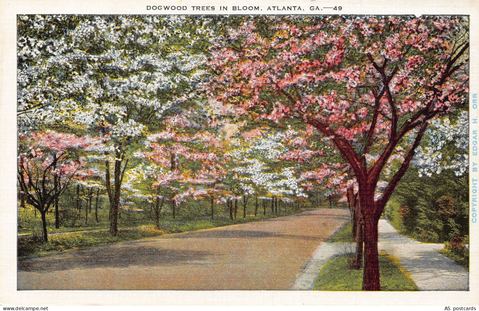 US Georgia Atlanta Dogwood Trees in Bloom vintage postcard B961