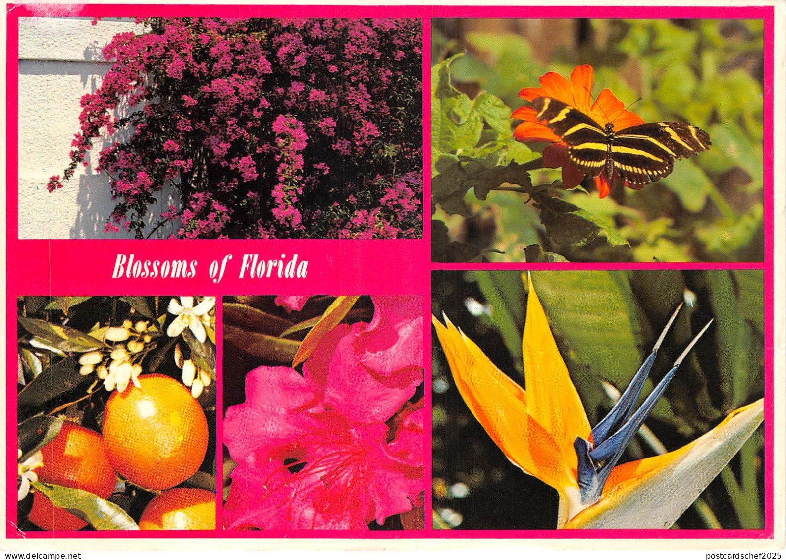 US11 USA FL Blossom of Florida multi view 1992